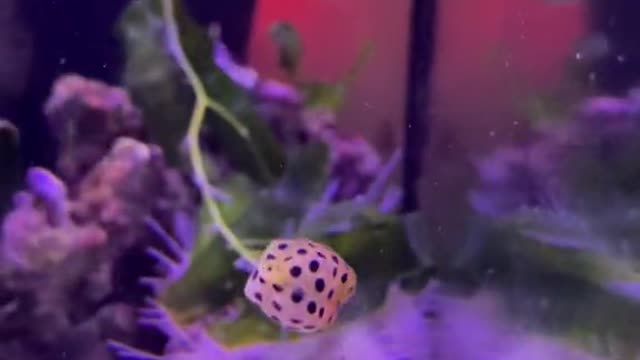 mrcubertcrumb#boxfish