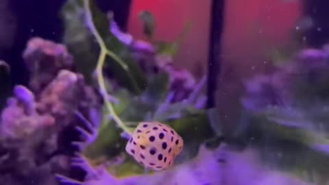 mrcubertcrumb#boxfish