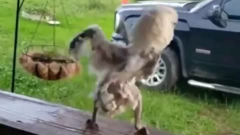 Funny animals (Parrot Is dancing)