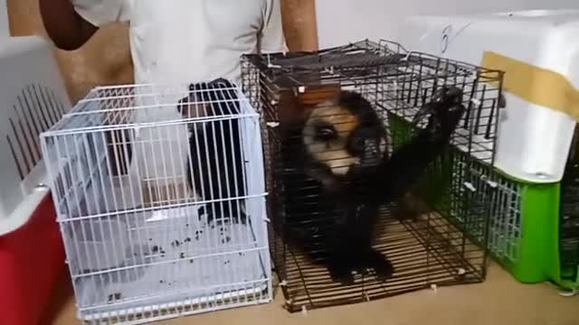 Amazing monkeyππππ