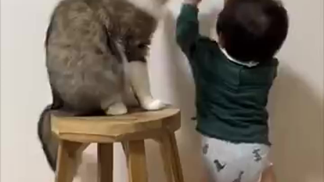 Cuty cat funn with kid.