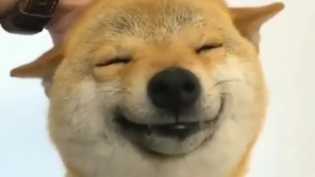 After this Dog gets relaxed😌😊