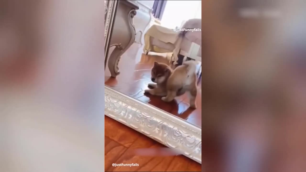 Funny animal videos