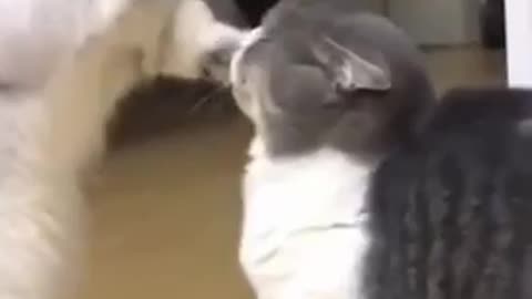 Karate cats 🐱😂😂