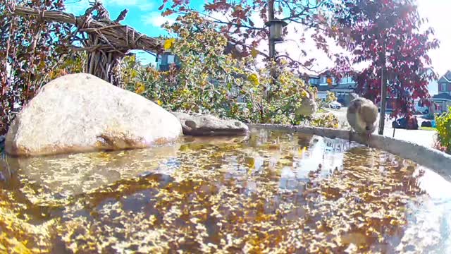 Bird bath birdies