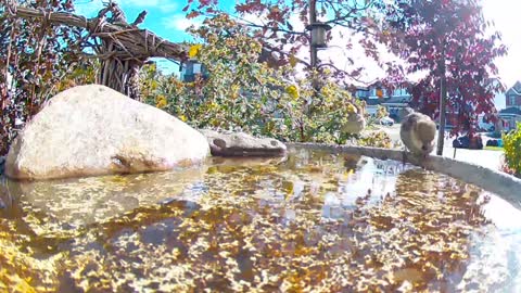 Bird bath birdies