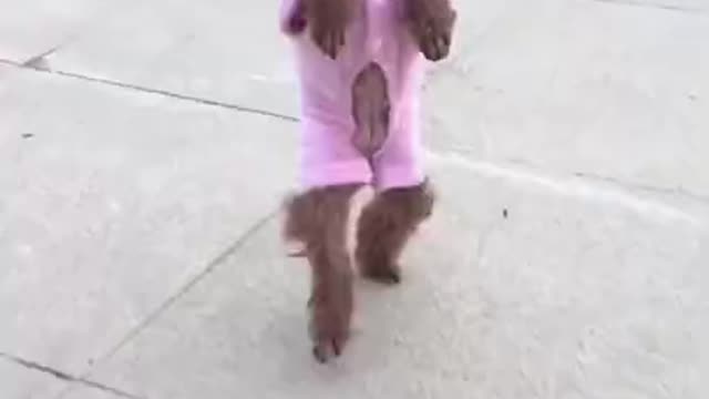 Funny Poodle Dog Walking on Two Legs