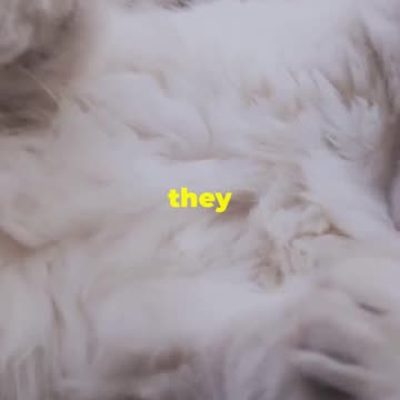 Top 5 Weird Facts About Cats!