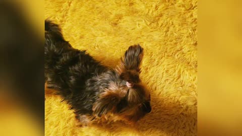 Yorkie Molly plays for the first time with her duck 🐥