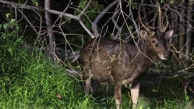 Photographer spotsnSambar Deers at CentralCatchment area