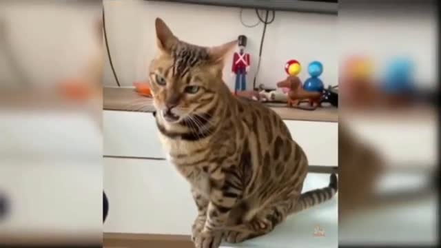 Cat 🐈 funny 😄 moments 🤣