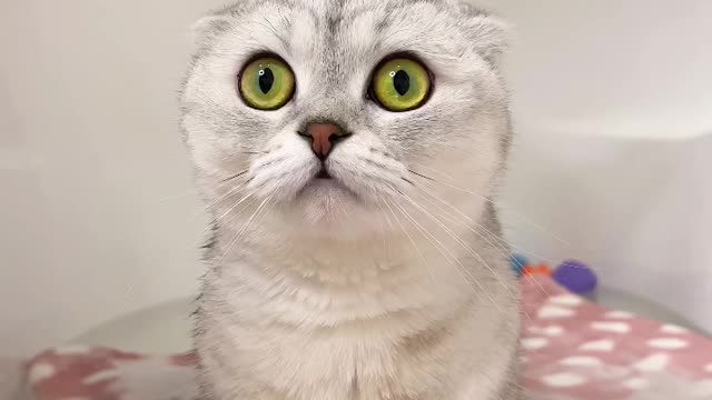 My beautiful cat in the shower