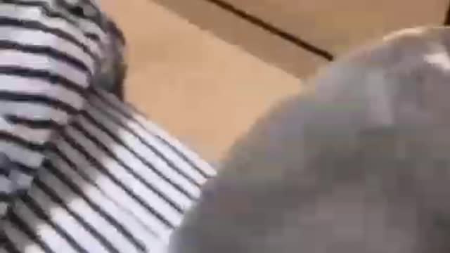 The mother cat