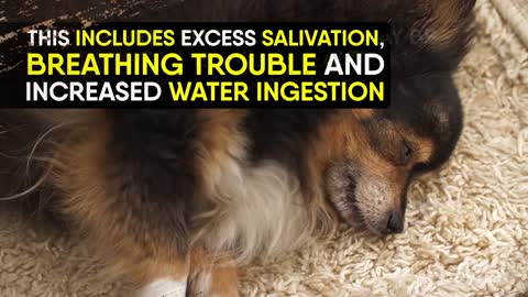 6 Things You Didn’t Realize Are Killing Your Dog be aware!