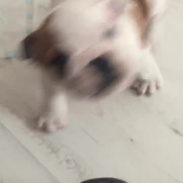 Funny Bulldog Puppy attack