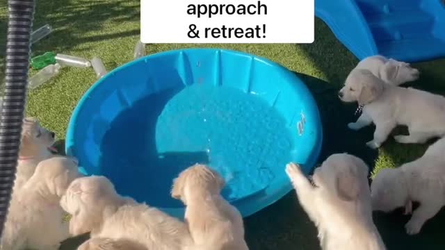 fetch in the pool