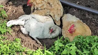 OMC! Dirt bath flock 2! It's always a fun time in the dirt with friends! #friends #chickens #shorts