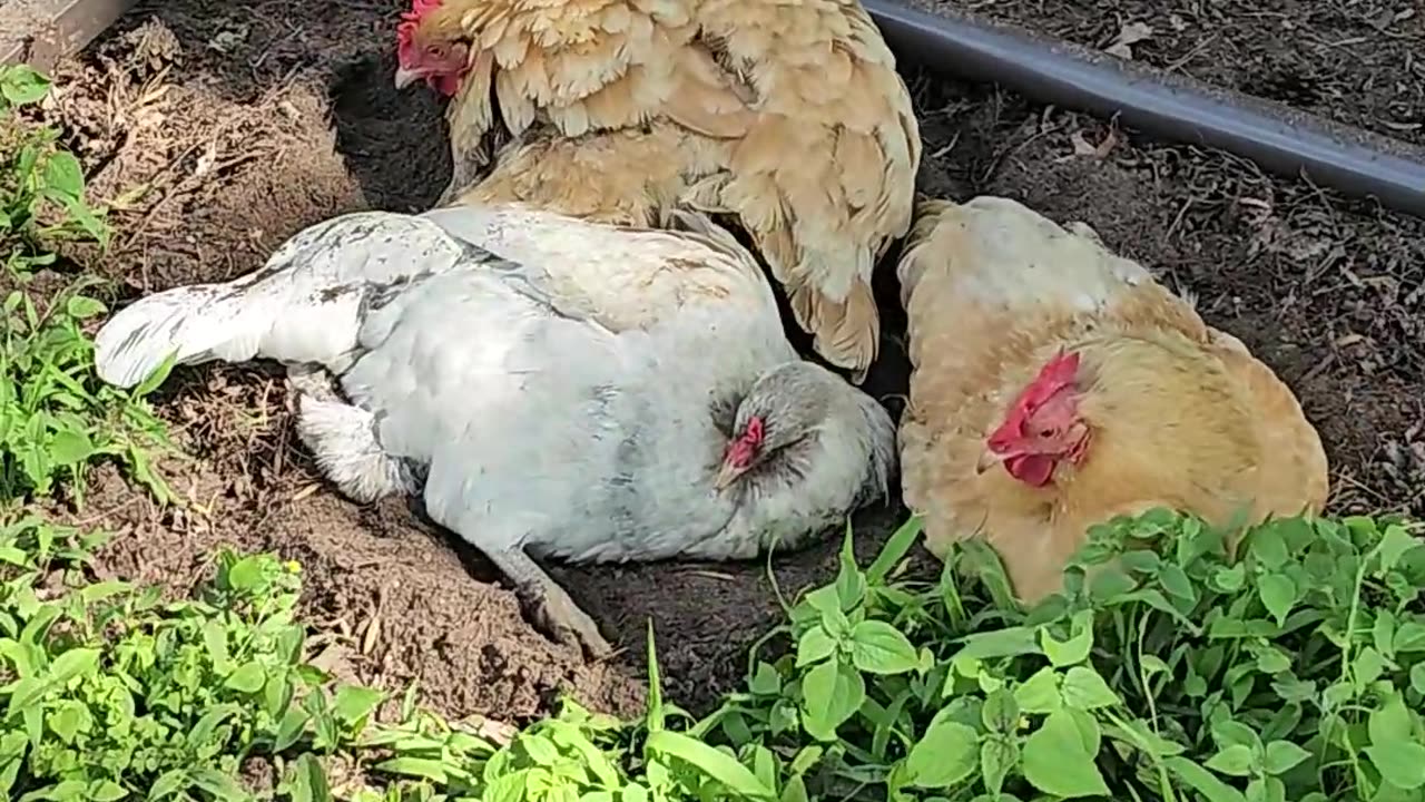 OMC! Dirt bath flock 2! It's always a fun time in the dirt with friends! #friends #chickens #shorts