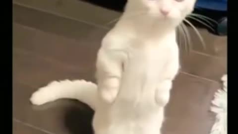 smart cat and funny reaction 😂|| funny animals #shorts