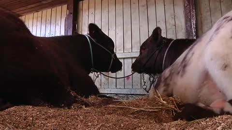 Cattle Judging_Cut