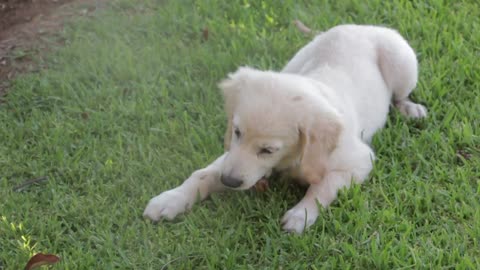 A cute dog playing alone with toy