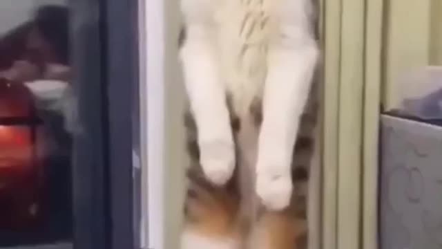 Cat's Funny videos try not to laugh