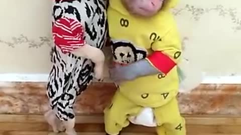 Baby Monkey and Dog Compilation