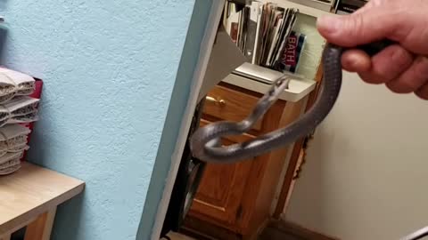 Never trust a snake!