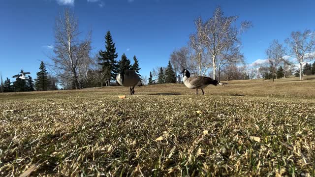 Seagull sees geese like a dinosaur