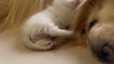 A lovely family，cat，dog