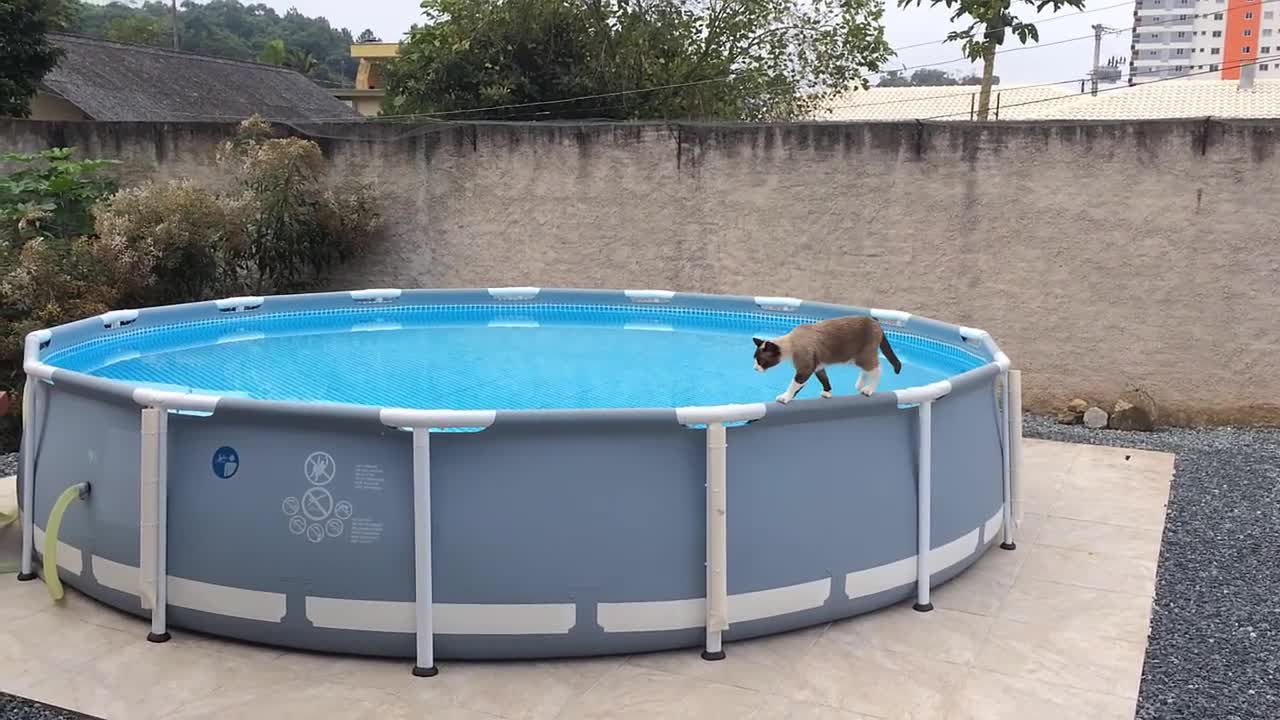 Cat walking by the edge of the pool 2021