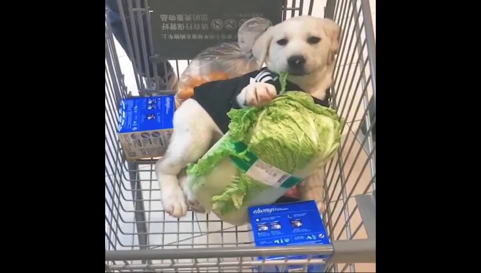 Dogs funny video. Please support my channel