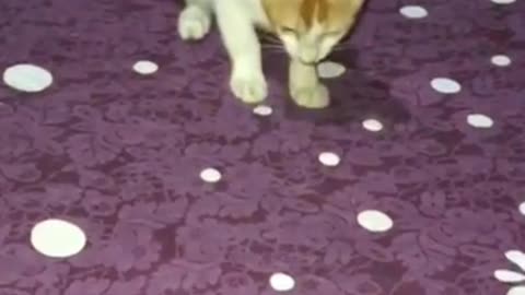 Cute Playing Cat