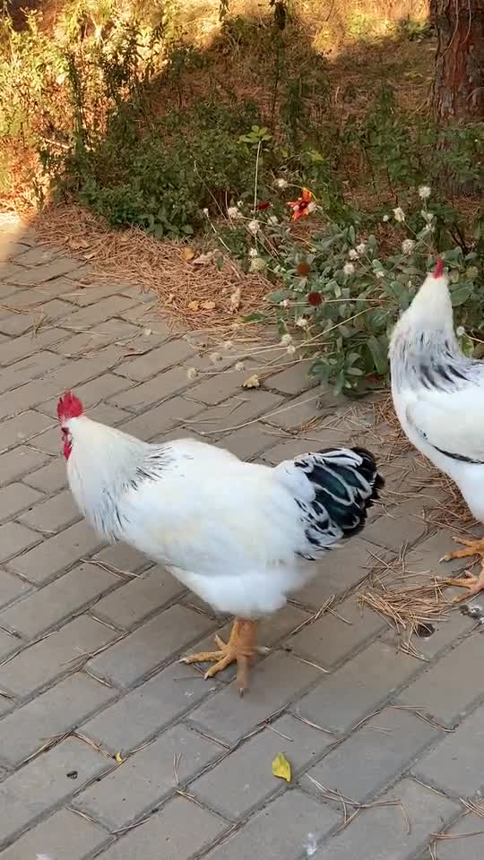 Dick and his wife are looking for food