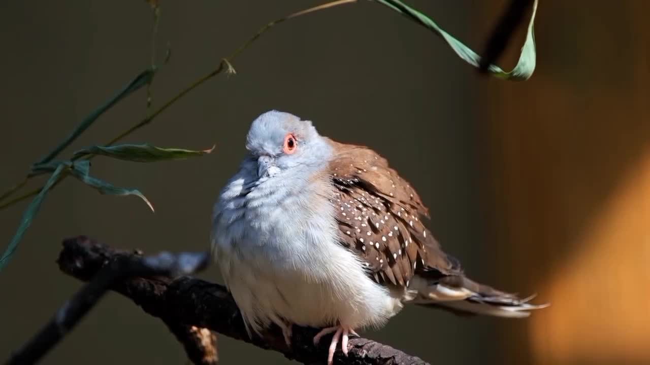 Funny Bird 🐦 amazing birds| parrot, Peacock cute Pets | laughing video |