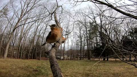 Tufted Titmouse and Blue Birds