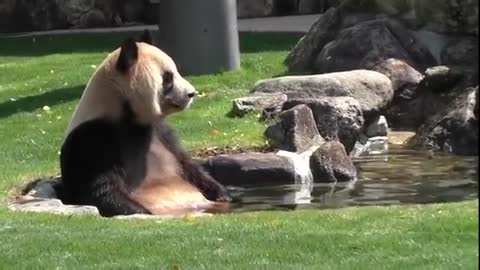 Pandas trying to make themselves extinct Funny fails compilation