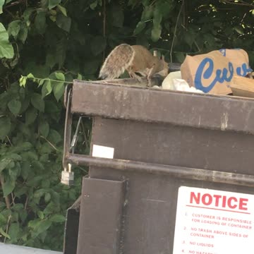 This is my "work squirrel" and she scored!!!