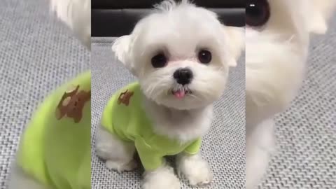 cute dogs 2021