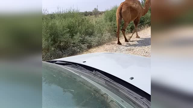 We met many wild camels on the road