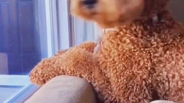 He is bored on his owner 😆