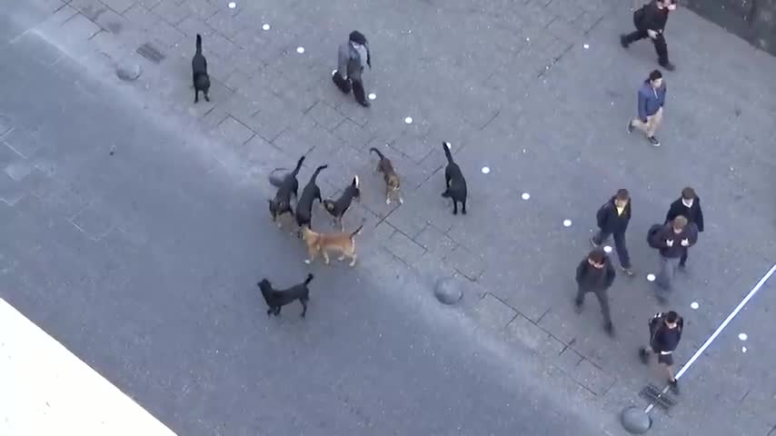 POLICE DOG ATTACKED BY OTHER STRAY DOGS IN PUBLIC