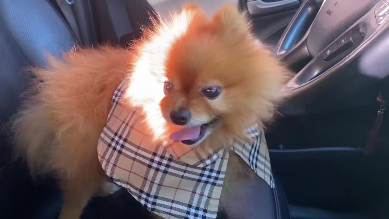 Dog holding handle!!pretty boy