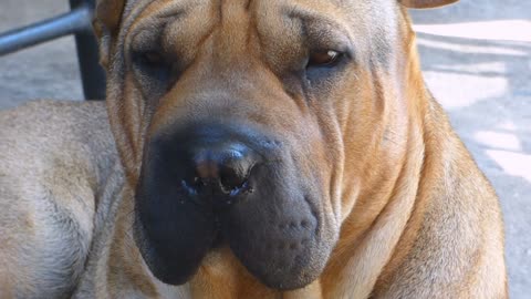 Dog eye contact with his owner trying to talk