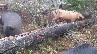 Athleticism Required for Sasquatch Forest Pigs