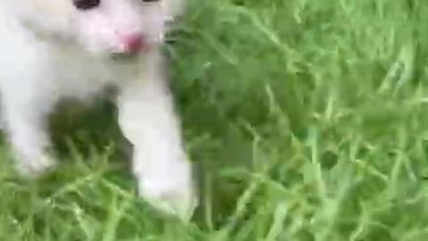 Cutest pet cat playing video compilation