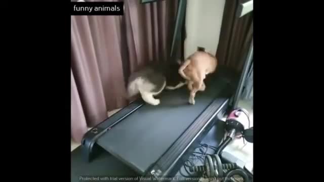 Try Not To Laugh Watching Funny Animals Compilation | Funniest Animals Vines 2021