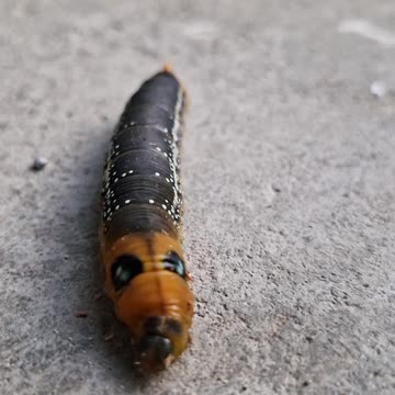 Meet the Hawk Moth Caterpillar: Nature's Cute Cuddly Chomper! 🐛💕
