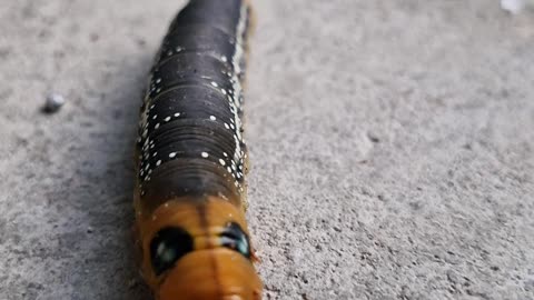 Meet the Hawk Moth Caterpillar: Nature's Cute Cuddly Chomper! 🐛💕