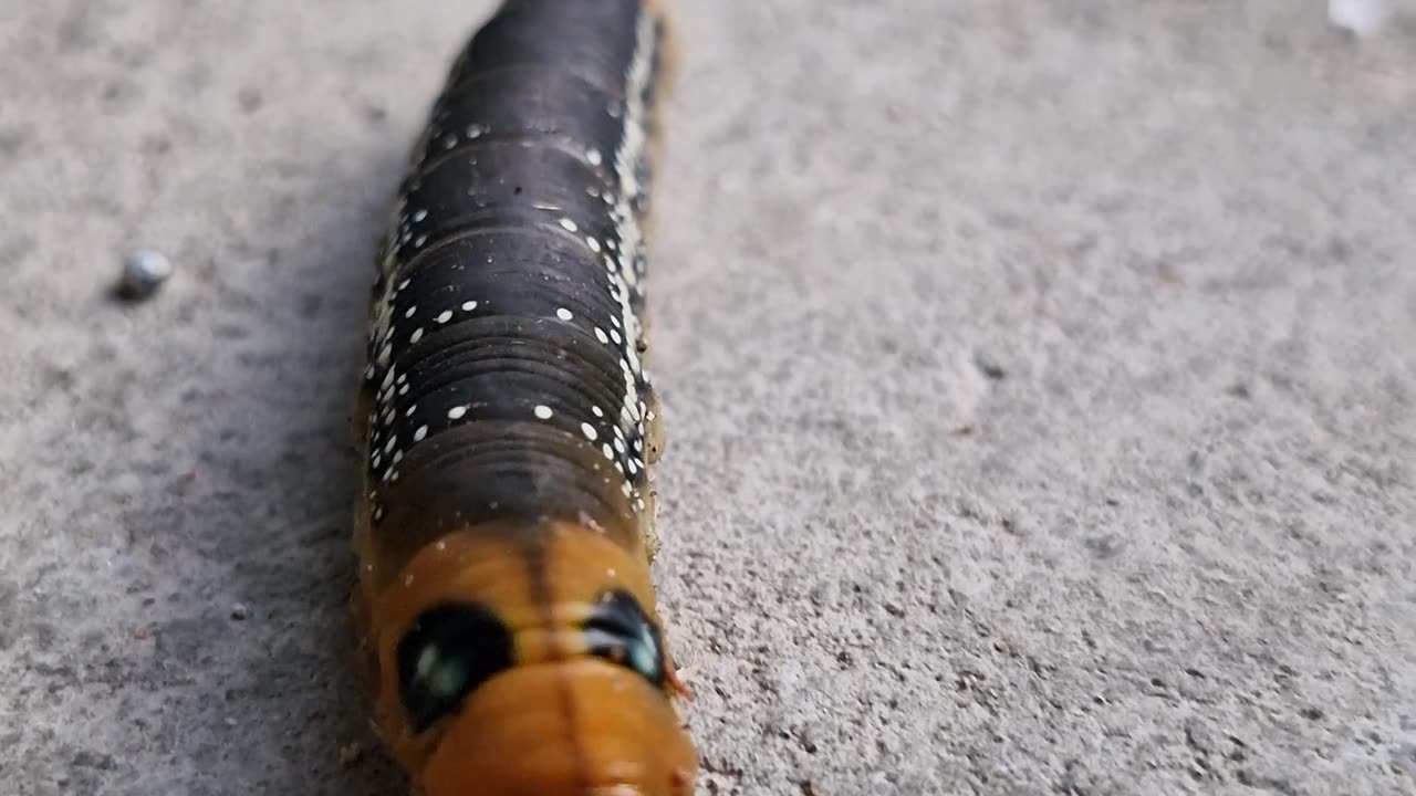 Meet the Hawk Moth Caterpillar: Nature's Cute Cuddly Chomper! 🐛💕